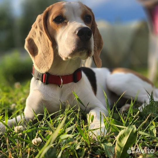 Бигль продам