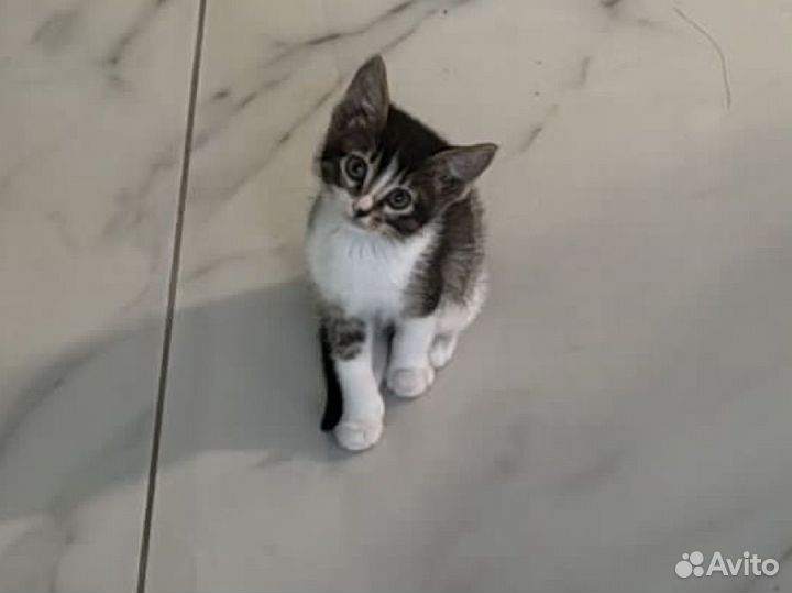 Отдаем бесплатно котенка