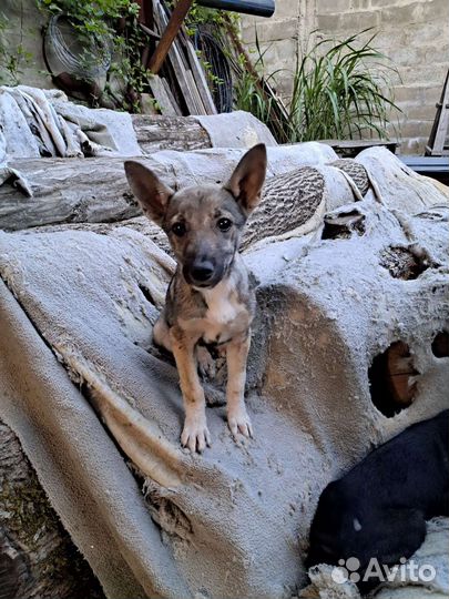 Щенок в добрые руки