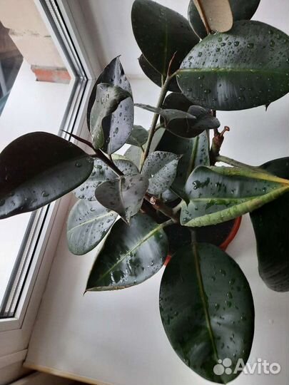 Фикус Бенжамин и крупнолистный Эластика