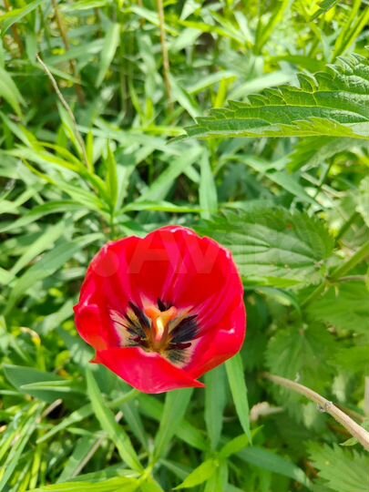 Дача 22 м² на участке 5,2 сот.