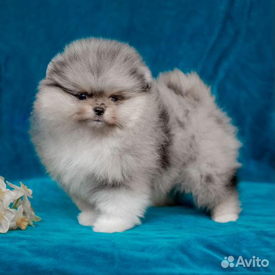Настоящая померанка мрамор