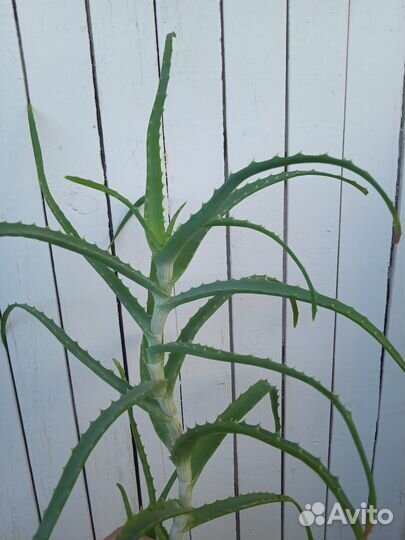 Алоэ (древовидный)