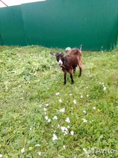 Нубийские козы