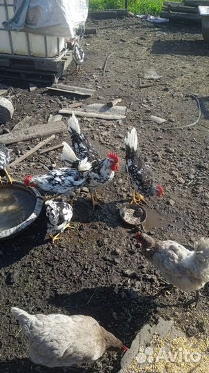 Куры петухи