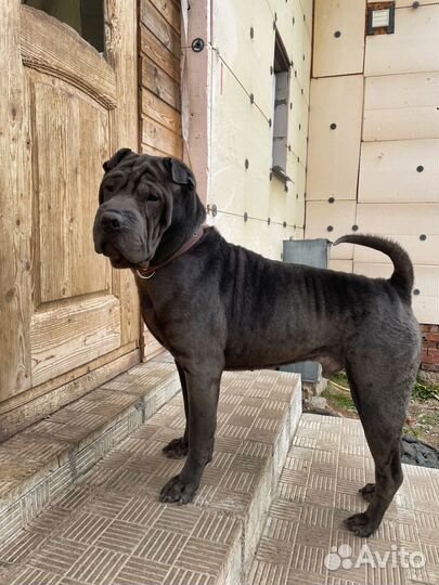 Шарпей в добрые руки