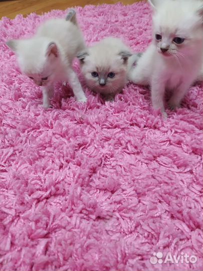 Продам котят шотландских