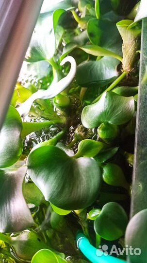 Аквариумные растения