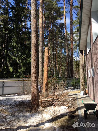 Спил деревьев