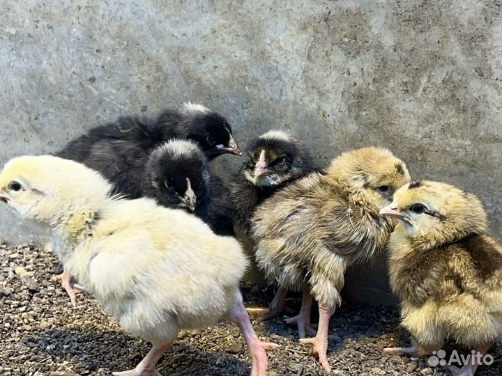 Цыплята, курочки