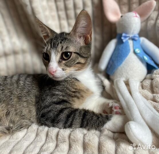 Котята в добрые руки бесплатно