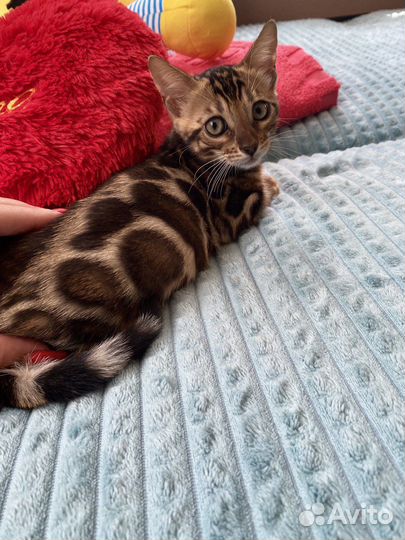 Бенгальская девочка в любимцы