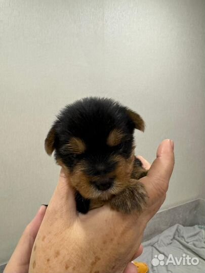 Йоркширский терьер