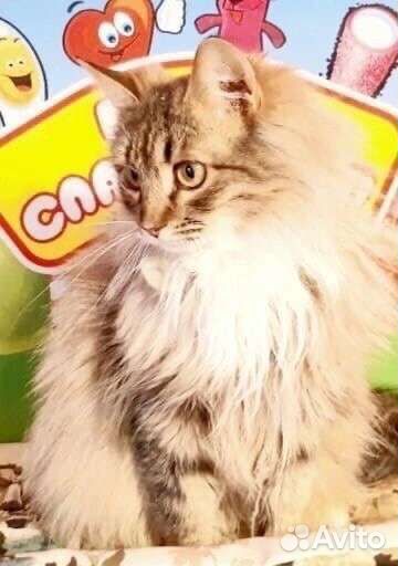 Кошка хочет домой