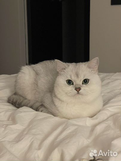 Вязка кот британская шиншилла