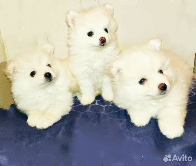 Щенки шпица