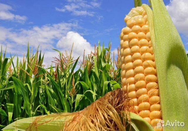 Семена кукурузы оптом