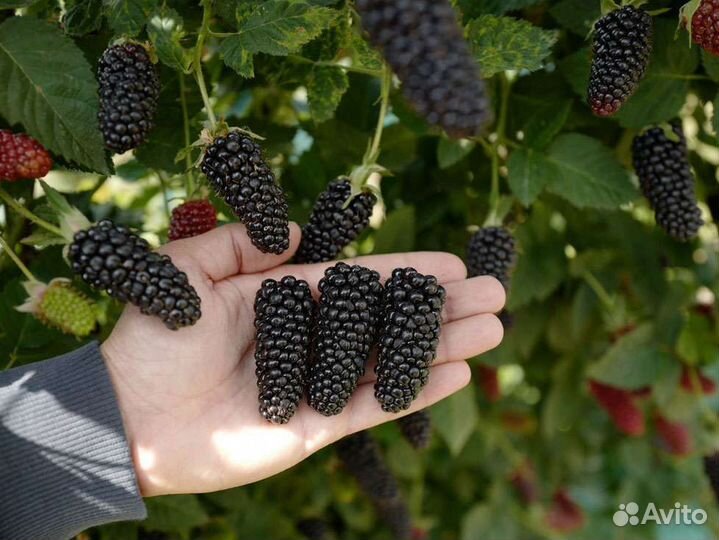 Малина, ожина