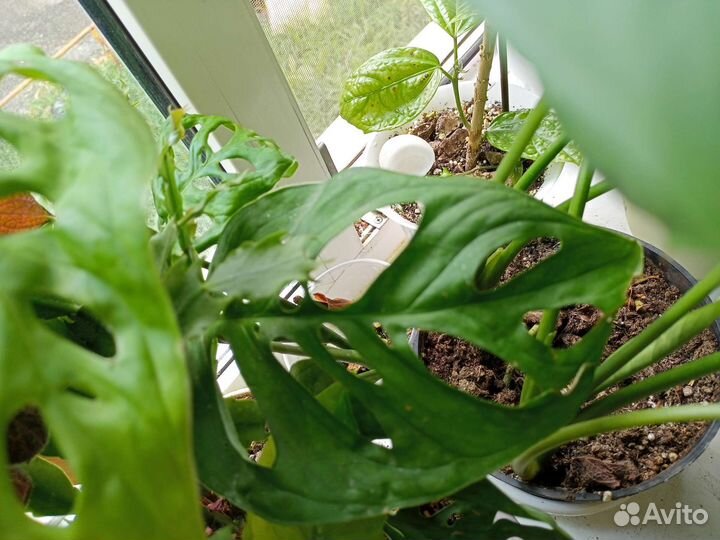 Монстера фридрихшталя