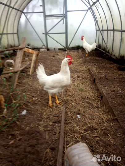 Петух, 4 мес, леггорн