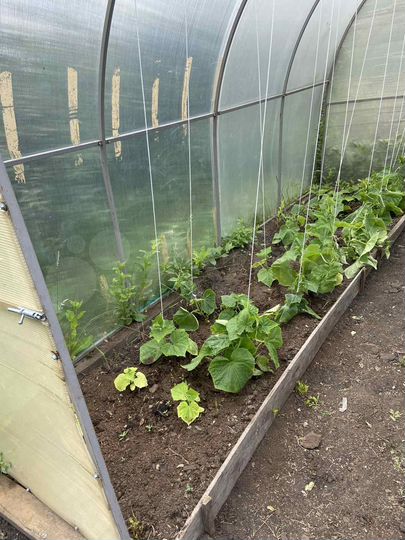 Дача 50 м² на участке 5 сот.