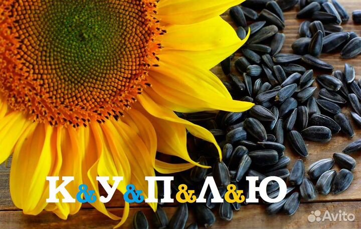 Подсолнечник