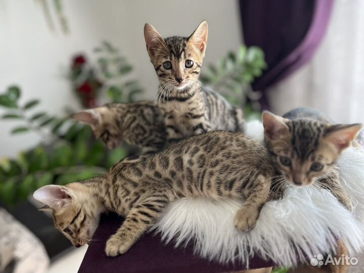Бенгальская кошка
