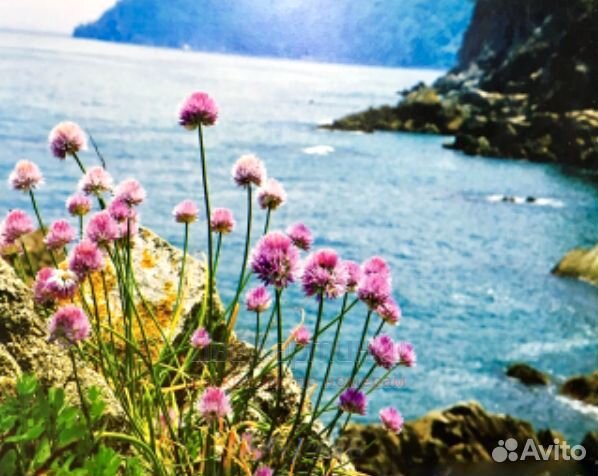 Картина по номерам 40x50 Нежные цветочки на фоне м