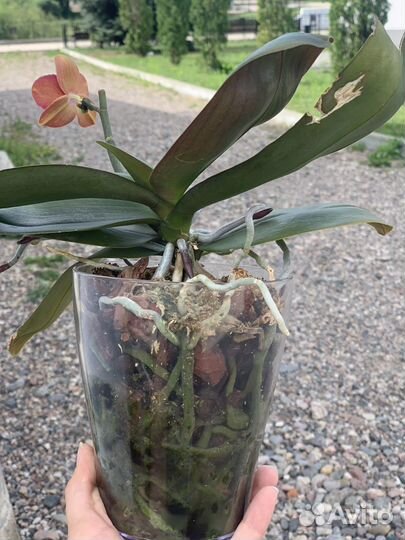 Орхидея Phal. Tying shin Baby smile 