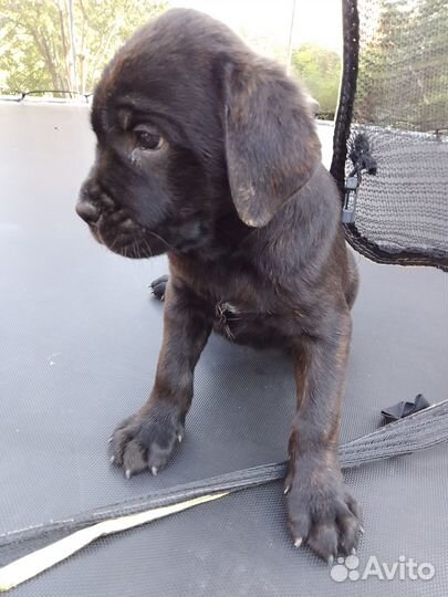 Продам щенков