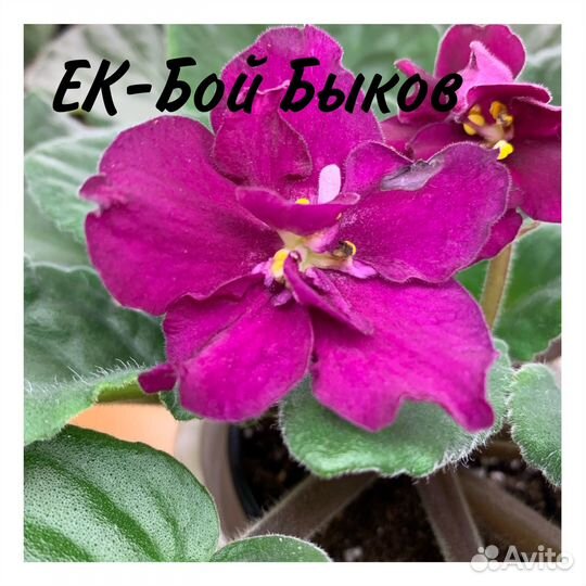 Фиалки сортовые, корол. пеларгонии