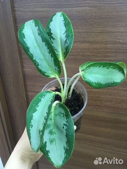 Продам цветы комнатные