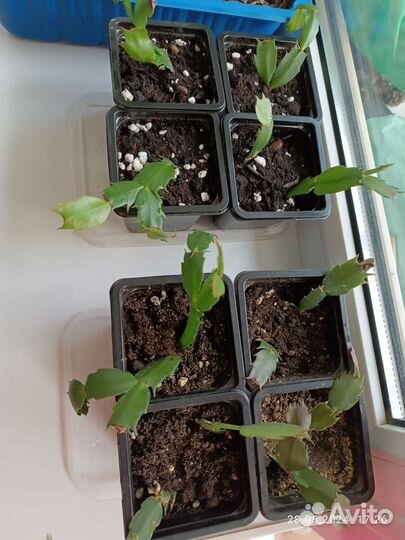 Декабрист шлюмбергера