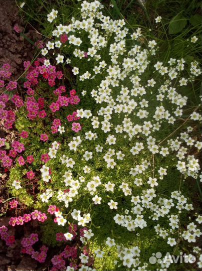 Камнеломка