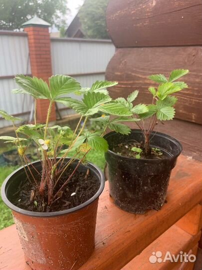 Земляника ремонтантная мелкая