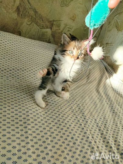 Сибирский котенок мальчик