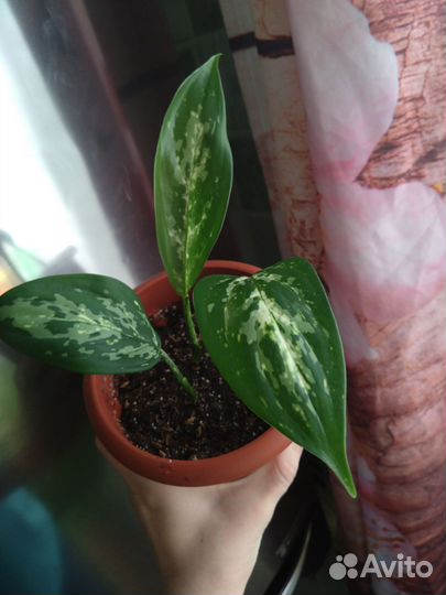 Аглаонема Ложноприцветковая
