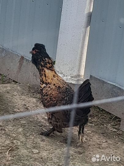 Куры несушки