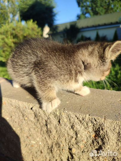 Шотландская дворовая кошка