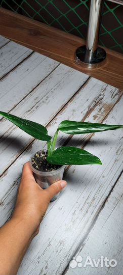 Комнатные растения. Филодендроны,монстера