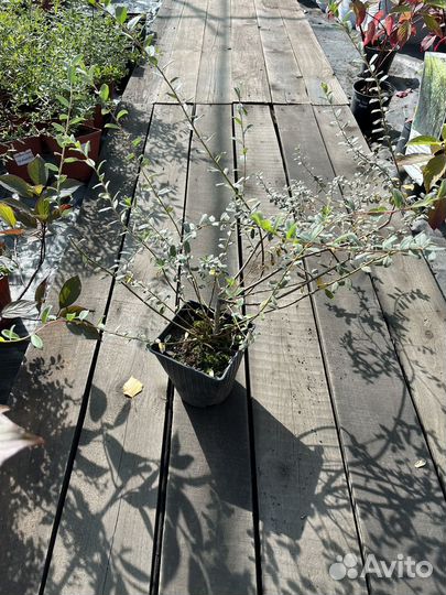 Саженцы Ивы