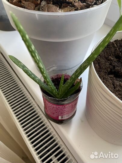 Комнатные цветы