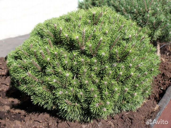 Сосна горная 1(подробности в описании)