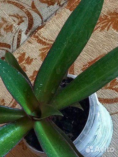 Цветущий рео