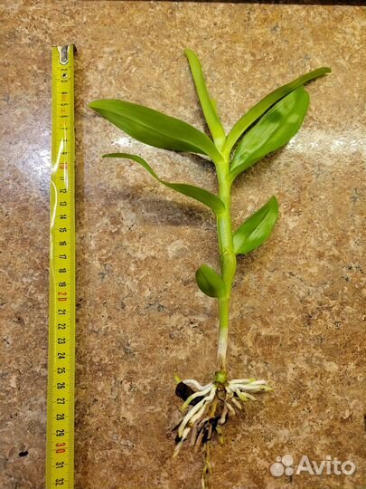 Орхидея дендробиум