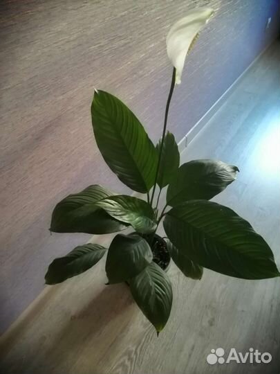 Спатифиллум женское счастье, фикус, пахистахис