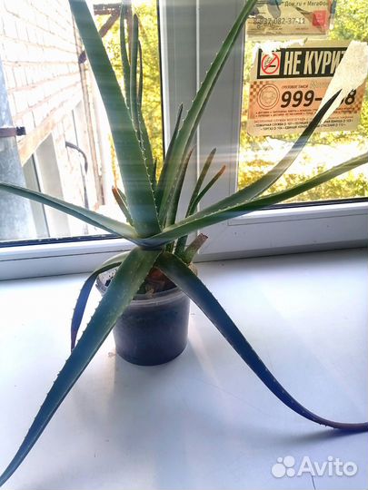 Алоэ вера столетник старше 3 лет