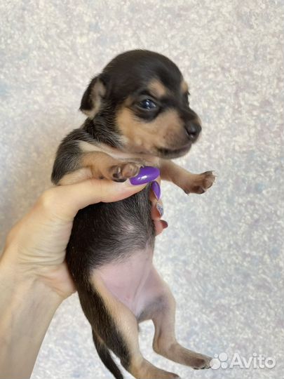 Той-терьер девочки