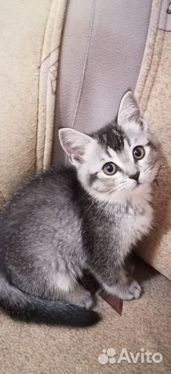 Котенок в добрые руки