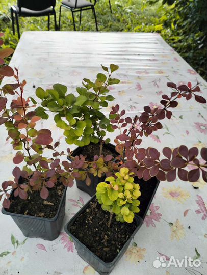 Саженцы барбариса красный, жёлтый, бордо, зеленый